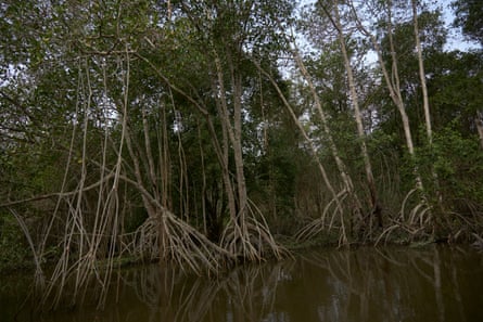Mangroves growing in the APA Guapi-Mirim environmental protection area.