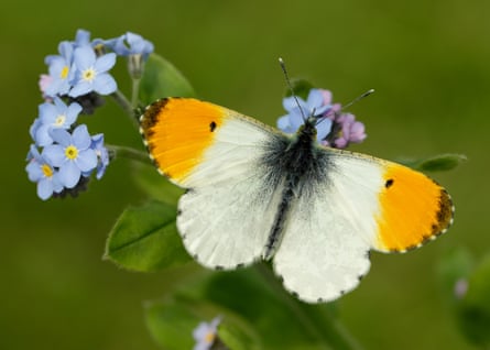 An orange-tip butterfly on a forget-me-not.