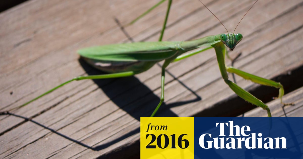 Having Your Partner For Dinner Mantis Cannibalism Boosts Fertility Study Science The Guardian