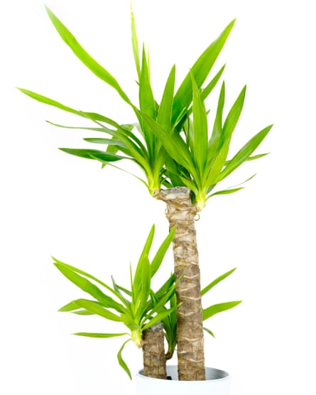 yucca glp 1 reviews Lowe's House Plant in 1.72-Gallon Pot YUC1 at Best Online Tirzepatide Provider 2026