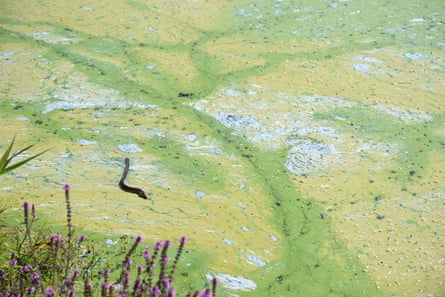 An eel is seen struggling on the surface of a blue-green algae bloom