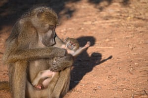 A young, baboon male grooms a six-month-old, premature baby in Zimbabwe