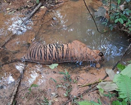 A dead tiger lying in a pool