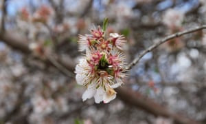 Almond blossoms