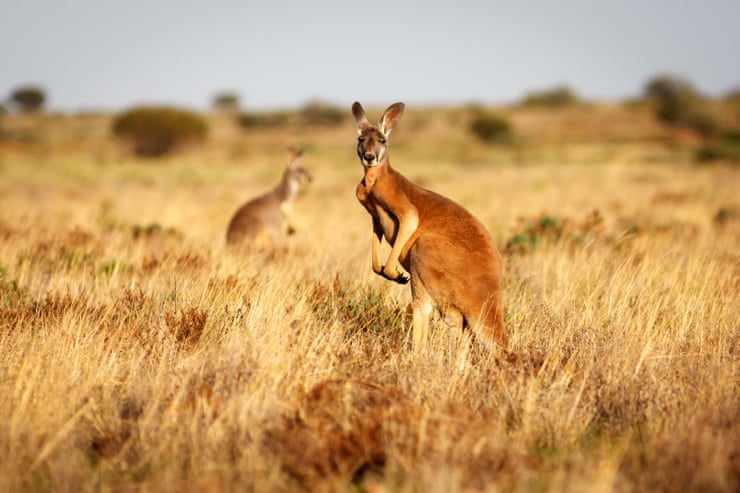 Wild kangaroo harvests are labelled ‘needlessly cruel’ by US lawmakers – but backed by Australian conservationists Wild kangaroo harvests are labelled ‘needlessly cruel’ by US lawmakers – but backed by Australian conservationists