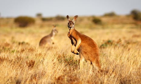 Red kangaroos in South Australia