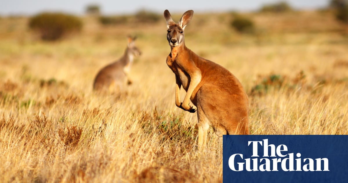 Wild kangaroo harvests are labelled needlessly cruel' by US lawmakers but backed by Australian conservationists
