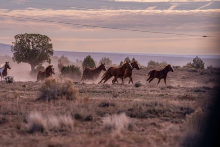 Feral horses running over grassland