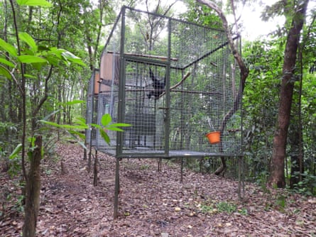 A large cage in the forest with gibbons inside