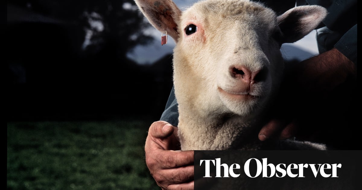 Gene-edited sheep offer hope for treatment of lethal childhood disease