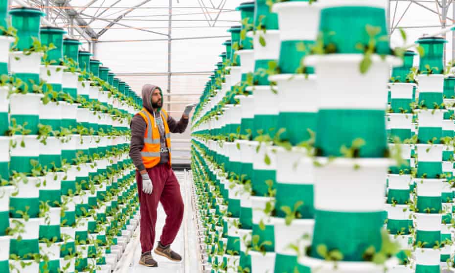 A farm worker tending to crops on one of the towers