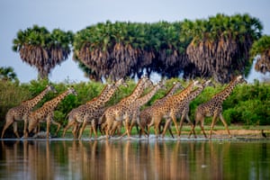 Giraffes in Selous, Tanzania