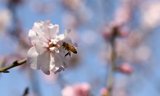 A bee visits an almond blossom on a tree