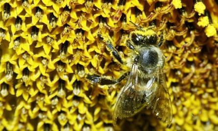 A bee covered in pollen from a sunflower.