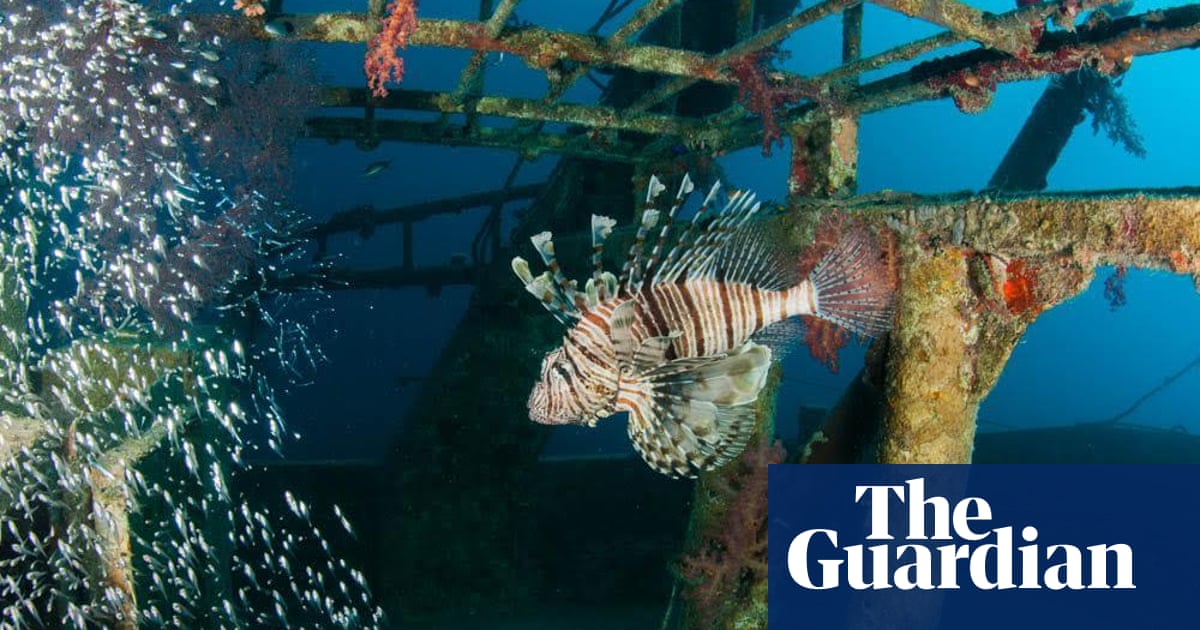 invasive lionfish have reached