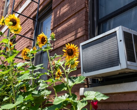 Sunflowers in front of an air conditioning unit outside an apartment.