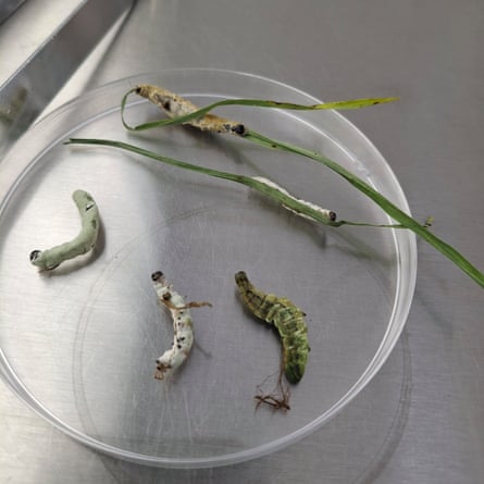 Caterpillars in a petri dish