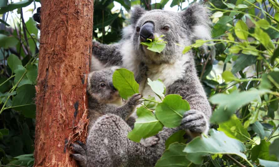 Koalas