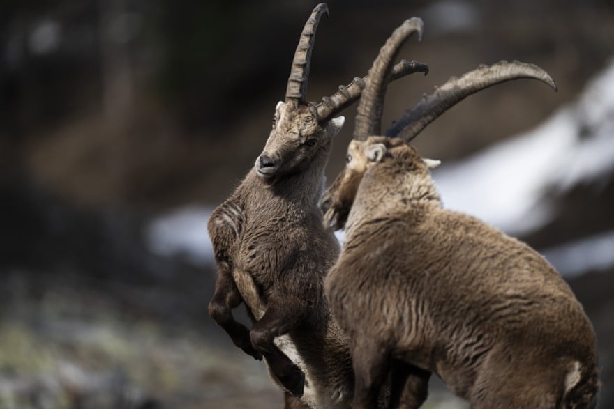 Capricorns (Alpine ibex)