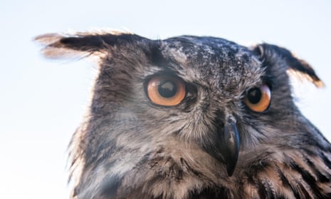 The Eurasian eagle-owl is armed with a flesh-ripping bill. Photograph: Alamy