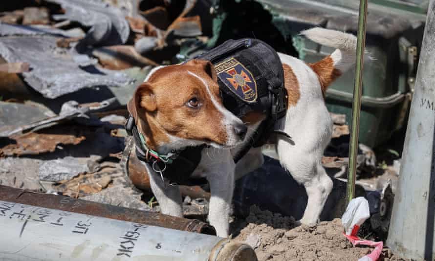 Patron searches for explosives at an airfield in the town of Hostomel, in Kyiv region.