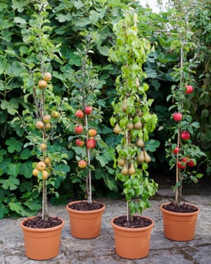 Cordon fruit trees