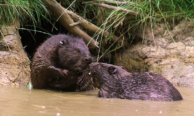 Beavers in 2000, Scotland.