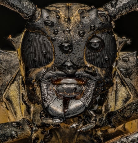 A closeup of a longhorn beetle’s head