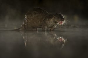 Otter in the dark