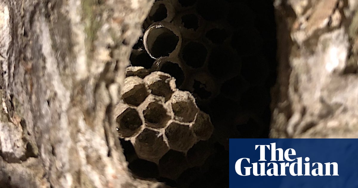 Country Diary Inside A Forgotten Wasps Nest Insects The Guardian Country Diary Inside A Forgotten Wasps Nest Insects The Guardian