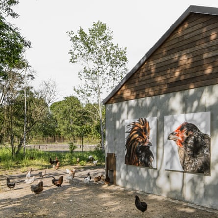 Cosmopolitan chickens in front of their barn at Labiomista, Genk.