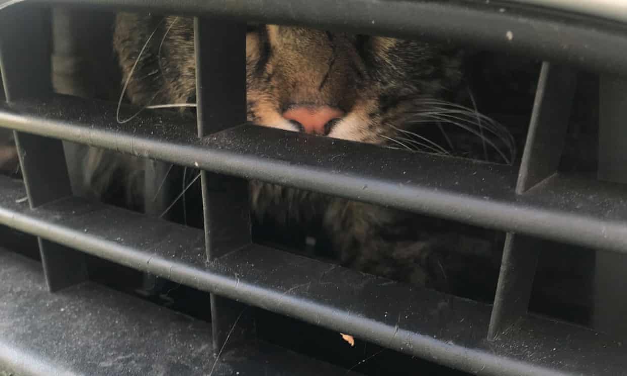 Cat Travels Up to 80 Miles in Car Vent