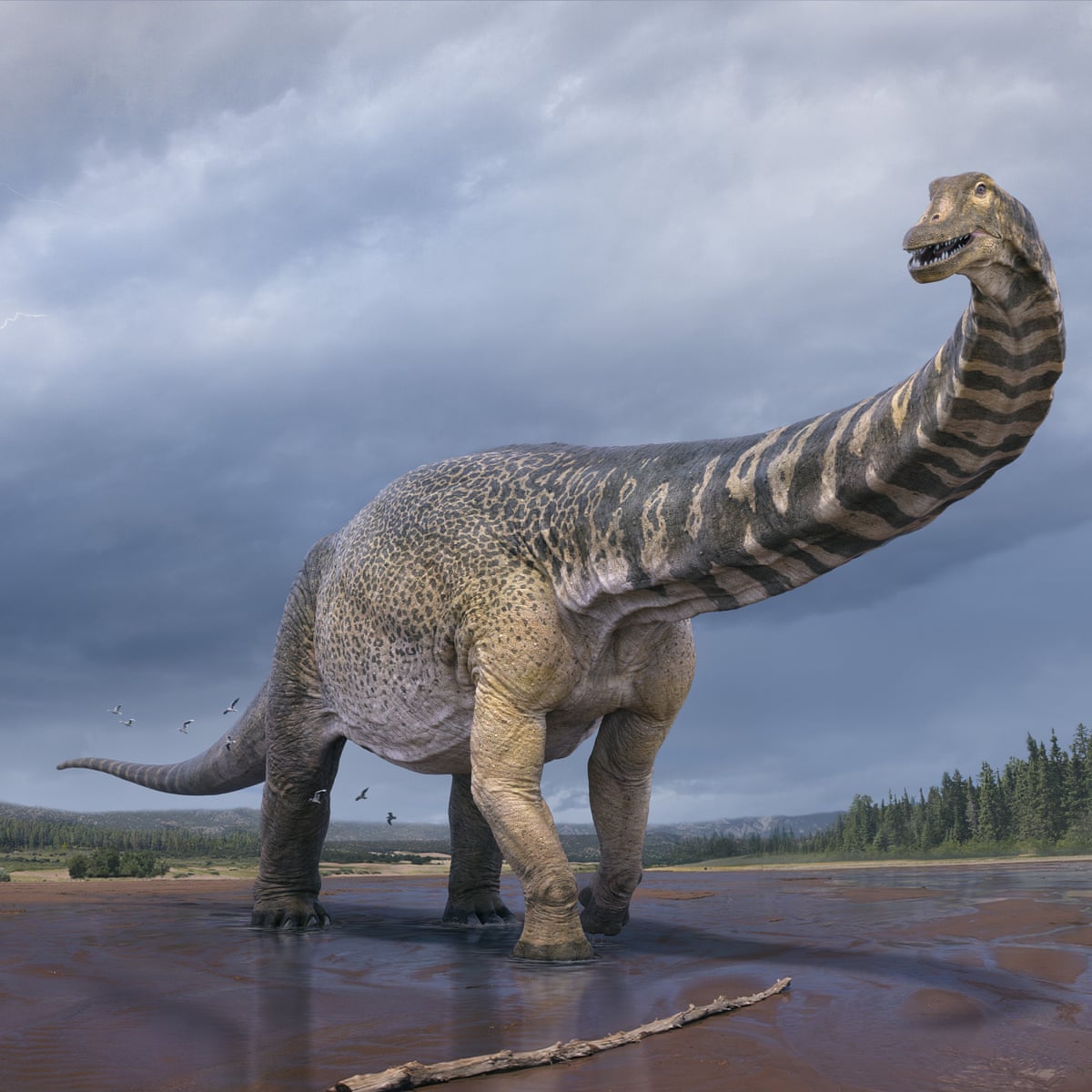 New Species Of Dinosaur Up To 30m Long Confirmed As Largest Ever Found In Australia Queensland The Guardian New Species Of Dinosaur Up To 30m Long Confirmed As Largest Ever Found In Australia Queensland The Guardian