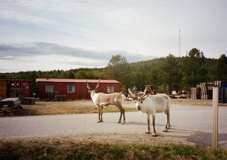 Reindeer en route in Finland