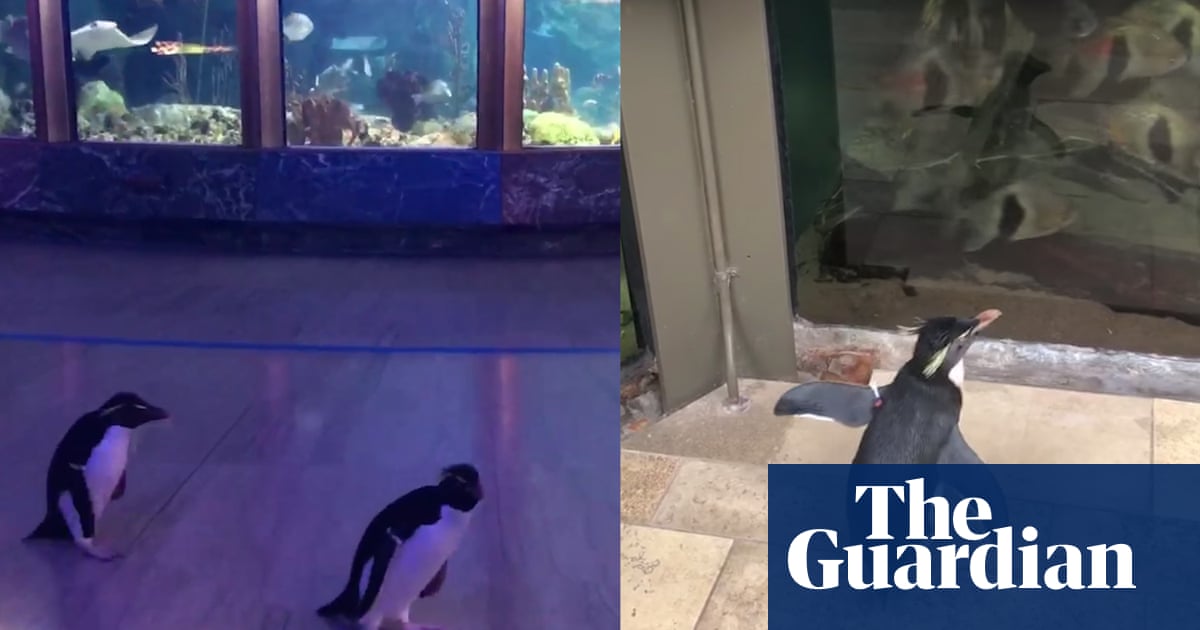 Video of Wellington the penguin exploring empty aquarium is a jolt of joy