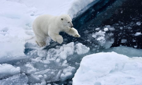 A polar bear jumping on an ice floe in the Arctic Ocean.
