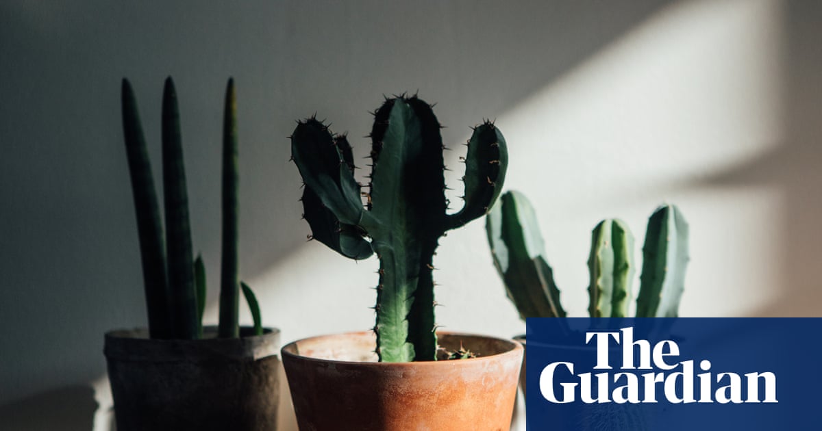 Should houseplants rest in the dark over winter?