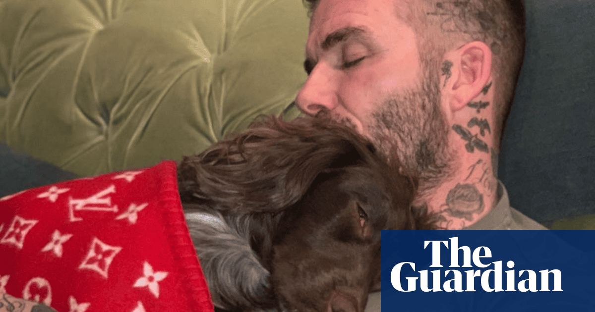 Swaddled by David Beckham in a £5,000 blanket – does this dog have the dream life?