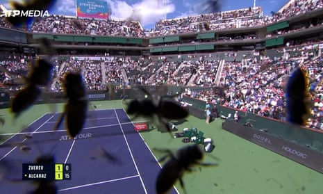 Bee invasion forces Alcaraz and Zverev off the court at Indian Wells  – video