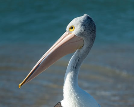 Pelican