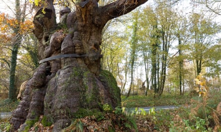 The Big Belly Oak in Savernake Forest