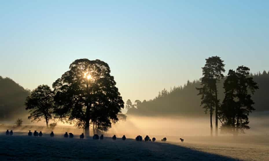 Sunrise in Savernake Forest, near Marlborough.