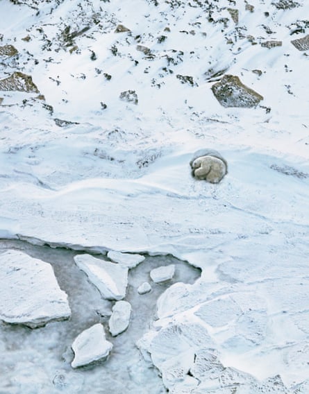 Polar bear, Ursus maritimus. IUCN Red List status: Vulnerable