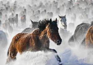 Cavalos galopam em um campo de neve no Condado de Zhaosu, China