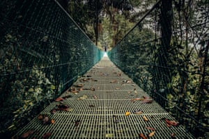 A walk on the hanging bridges around the Arenal region is a great way to enjoy the rainforest and spot some fantastic animals living in trees.