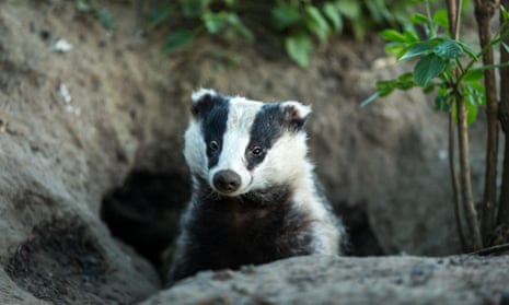 A badger emerges from his sett
