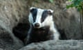 A badger emerging from a sett