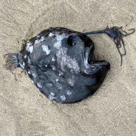 Black shiny fish laying on sand