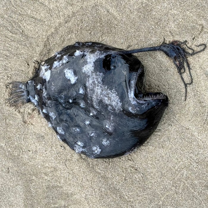 Rare and 'unusual' deep-sea anglerfish washes up on Oregon beach for first time ever | Oregon | The Guardian Rare and 'unusual' deep-sea anglerfish washes up on Oregon beach for first time ever | Oregon | The Guardian