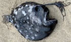 Rare and ‘unusual’ deep-sea anglerfish washes up on Oregon beach for first time ever